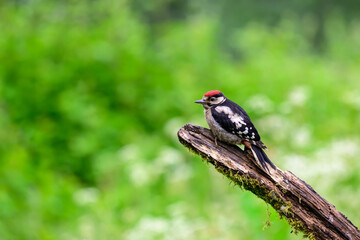 Juvenile male Great spotted woodpecker, Dendrocopos major, perched on a tree branch