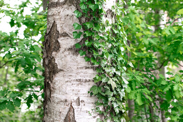 Green ivy on a white birch tree trunk