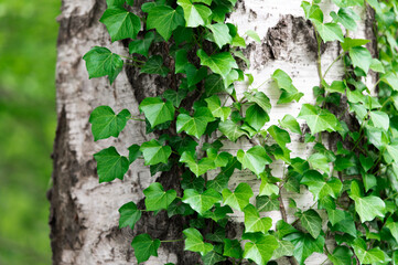 Green ivy on a white birch tree trunk