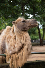 Camel, Old Camel, Camel Close up, Camelus, 4k portrait photograph