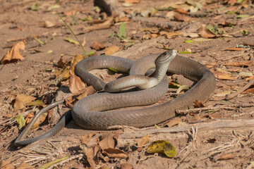 Black Mamba (Dendroaspis polylepis)