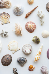 Seashells collection. Summer nautical composition of sea shells.