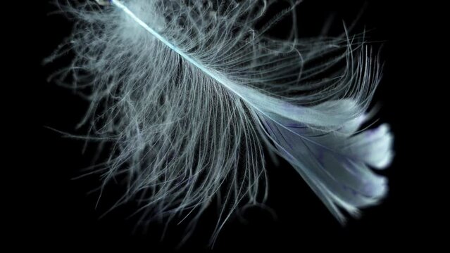 Slow motion feather background. Macro. Close up. White fluff in black background
