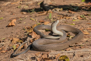 Black Mamba (Dendroaspis polylepis)
