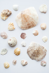Seashells collection. Summer nautical composition of sea shells.