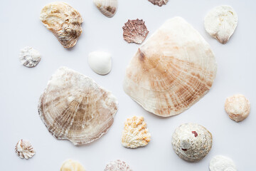 Seashells collection. Summer nautical composition of sea shells.
