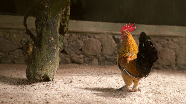 Rooster, Japanese bantam, Golden Rooster, Colorful Rooster back view, side view, Back bantam, Chicken, Hen, Closeup of welsummer chicken, a domestic chicken walking , 4K image, Landscape photography