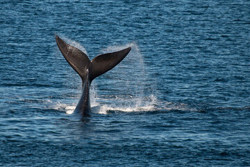 Naklejka premium Southern Right Whale off the coast of Argentine Patagonia