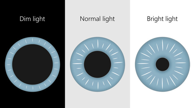 Human eye. The pupil size in different lighting.