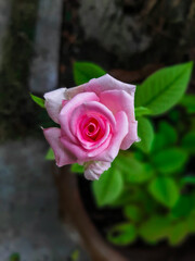 Portrait of pink rose in the garden