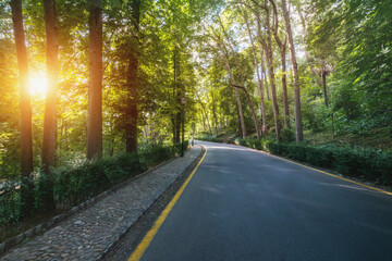 Fototapeta premium Road of Alhambra Forest at sunset - Granada, Andalusia, Spain
