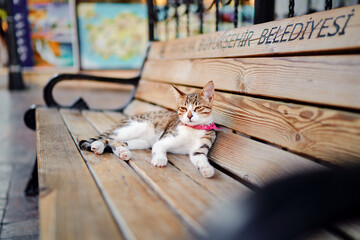 Cute little kitty cat lying on the wooden bench in the city street