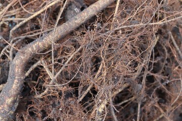 tree roots texture background (select focus)