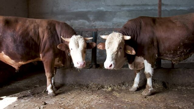 Simmental bulls are in the barn. Butchery bulls ready for meat stock
