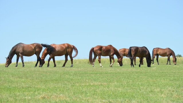 Herd of grazing brown horses with moving horsetail in the meadow on a pasture eating grass in the rural countryside on a sunny day, clear blue sky in the background