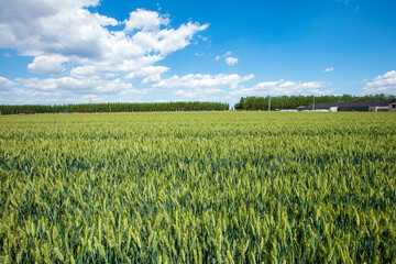 Wheat is growing in the field ,The wheat fields are under the blue sky and white clouds