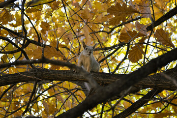 Curious cute squirrel sits on a branch of an autumn tree