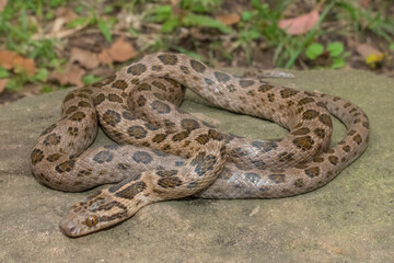 Spotted rock snake (Lamprophis guttatus)