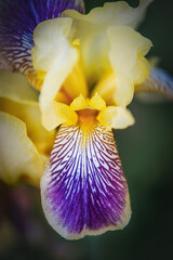 iris blossom close-up