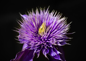 thistle closeup