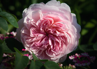 pink rose blossom in sunshine