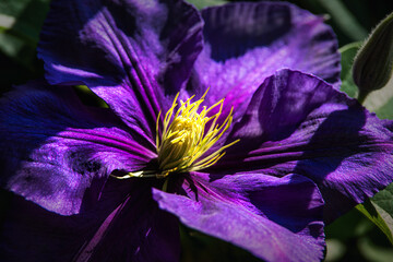 clematis blossom in sunlight