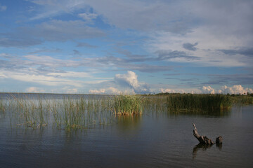 the Ibera lagoon, Corrientes province, Argentina