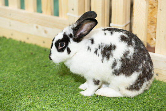 Closeup little rabbit on the farm.Wild rabbit sitting on green grass.Home decorative rabbit outdoors.Easter bunny.