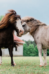 Obraz na płótnie Canvas pony on a farm