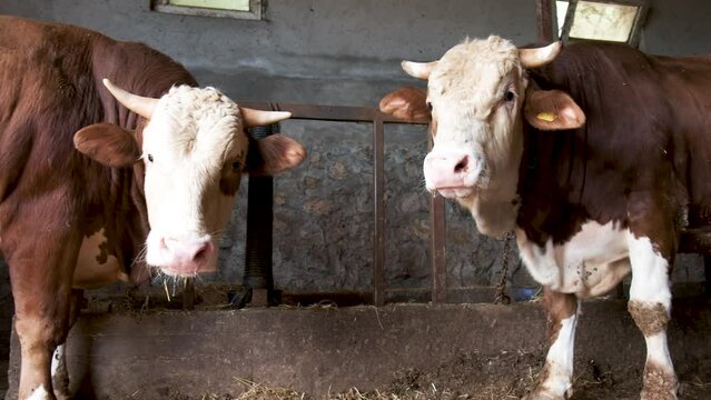 Simmental bulls are in the barn. Butchery bulls ready for meat stock