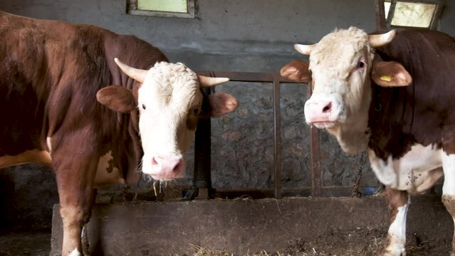 Simmental bulls are in the barn. Butchery bulls ready for meat stock