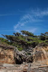 Tree of Life, Washington