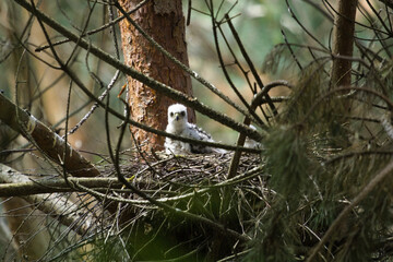 Sparrow hawk (Accipiter nisus) Young sparrow hawk on the nest.
