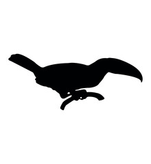 Vector flat toucan silhouette isolated on white background