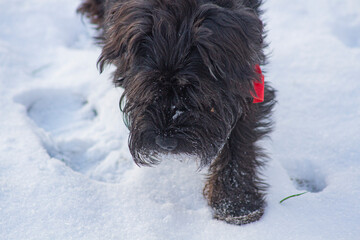 Close shot of the black Schnauzer walking on the sonw   Bliskie ujęcie czarnego sznaucera chodzącego po śniegu © Adrian White