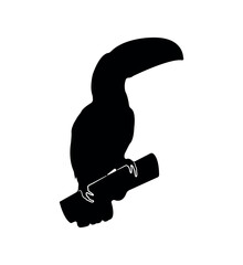 Vector flat toucan silhouette isolated on white background