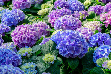 Obraz premium Beautiful hydrangea flower in garden. flower background