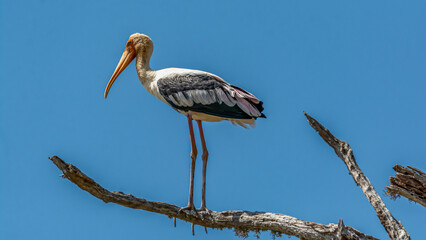 painted Stork 