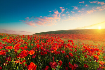 Beautiful red poppy flowers under blue sky with clouds, banner design. High quality photo - 614186201