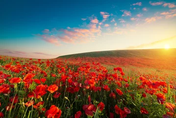 Gordijnen Beautiful red poppy flowers under blue sky with clouds, banner design. High quality photo © kishivan