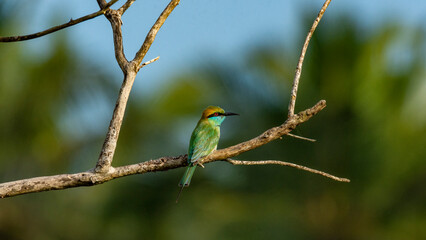 Blue tail bee eater