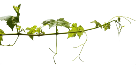 vine vineyard fresh branch isolated for background