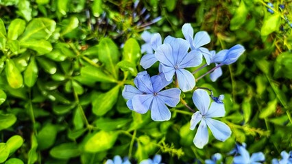 Plumbago auriculata, the cape leadwort, blue plumbago or Cape plumbago, is a species of flowering...