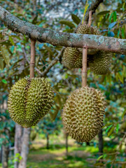 Big durian in the garden on the durian tree fully grown ready to collect Take it orally. Thai...