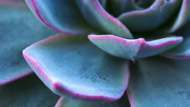 Close up of a teal cactus. Teal cactus leaves. Tidewater green background. Cactus plant pattern wallpaper