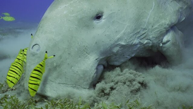 Slow motion, Portrait of Dugong (Dugong dugon) accompanied by school of Golden Trevally fish (Gnathanodon speciosus) eating Smooth ribbon seagrass (Cymodocea rotundata) on seagrass meadow