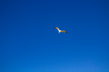 seagull bird in the sky