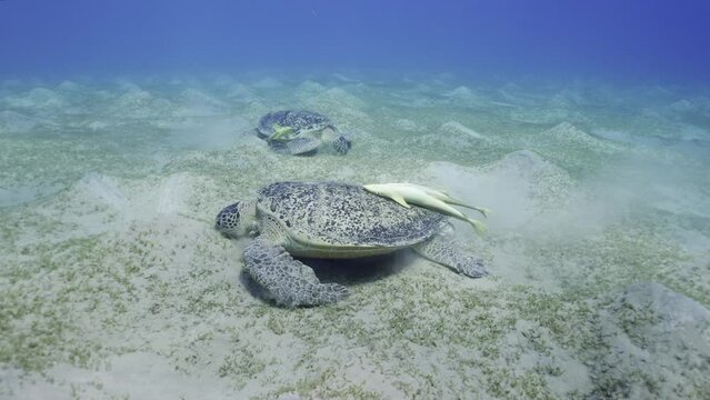 Two male of Great Green Sea Turtle (Chelonia mydas) with Remorafish on shell eats Smooth ribbon seagrass (Cymodocea rotundata) Camera moving forwards floating over one turtle approaching another