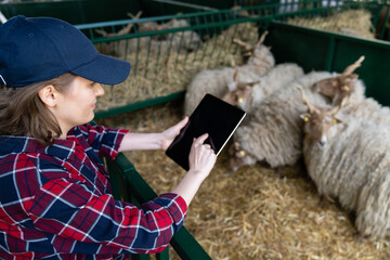 Woman farmer with tablet in a sheepfold. Herd management.