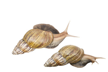 The Snail is isolate on white background.Includ path